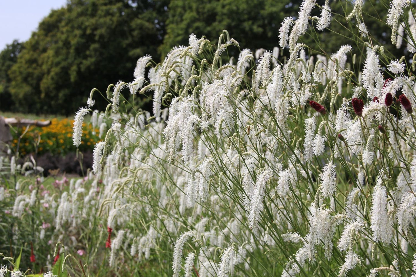 Sanguisorba tenuifolia 'All Time High' Hoher Wiesenknopf
