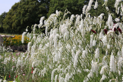 Sanguisorba tenuifolia 'All Time High' Hoher Wiesenknopf