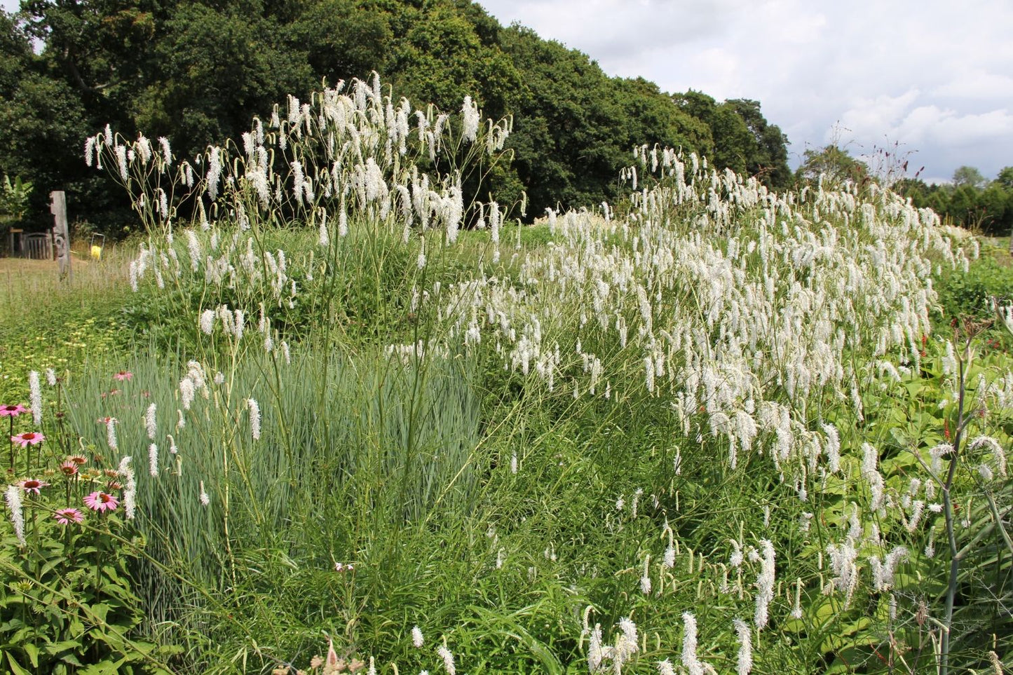 Sanguisorba tenuifolia 'All Time High' (Hoher Wiesenknopf)