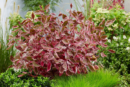 Cornus alba 'Miracle' Purpur-Hartriegel