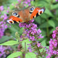 Buddleja davidii POQUITO ® 'Orchid Annie' Sommerflieder