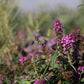 Buddleja davidii POQUITO ® 'Orchid Annie' (Sommerflieder)