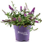Buddleja davidii POQUITO ® 'Orchid Annie' (Sommerflieder)