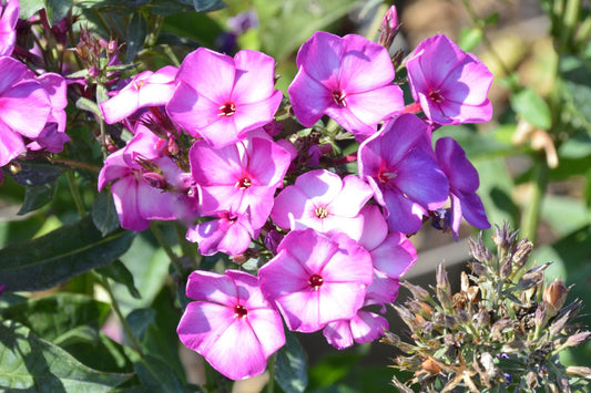 Phlox paniculata 'Sweet Summer Fantasy' Flammenblume