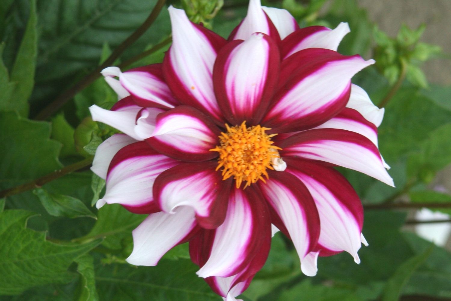 Dahlia 'Edge of Joy' Mignon-Dahlie