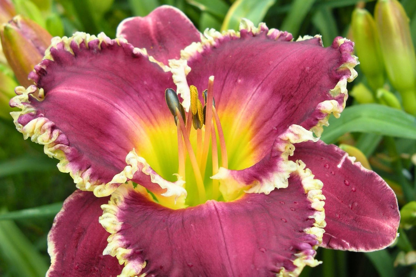 Hemerocallis 'Bettylen' Großblumige Taglilie