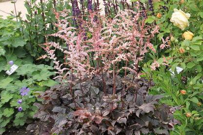 Astilbe 'Chocolate Shogun' Prachtspiere