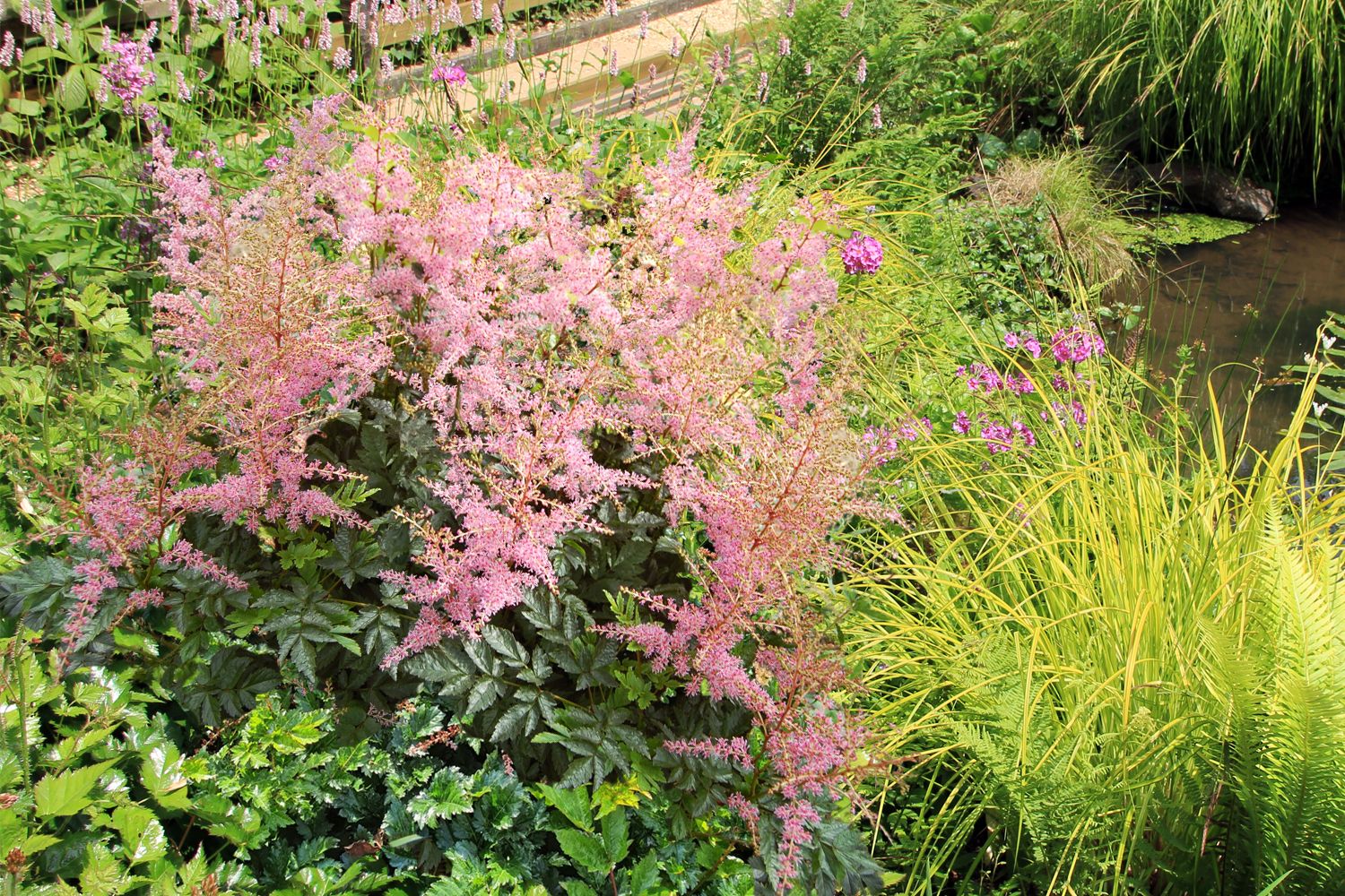 Astilbe x arendsii 'Flamingo' ® (Prachtspiere) – Gräfin von Zeppelin