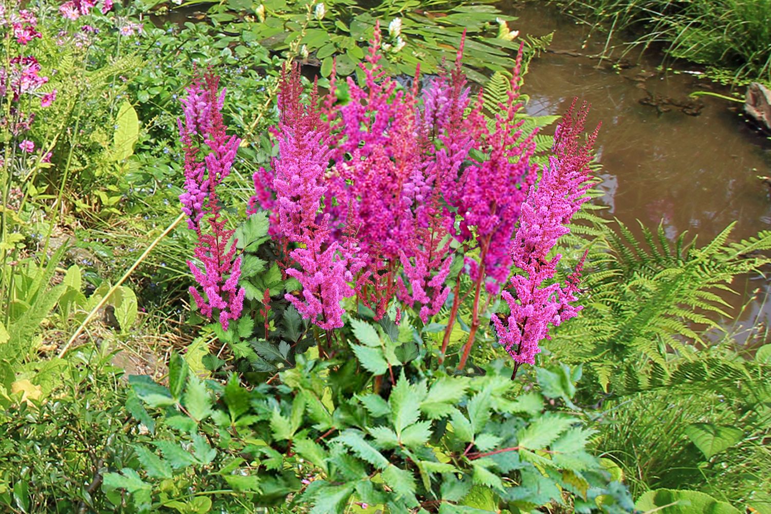 Astilbe chinensis 'Vision in Red' ® Prachtspiere