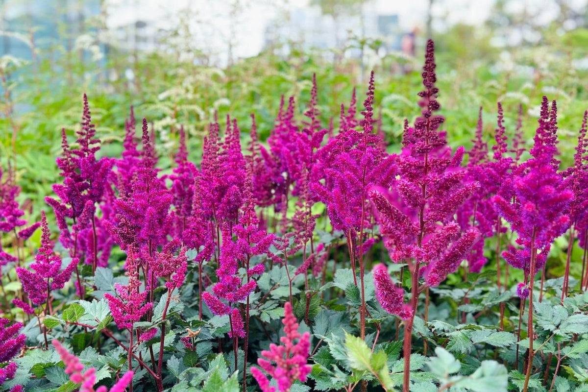 Astilbe chinensis 'Vision in Red' ® (Prachtspiere)