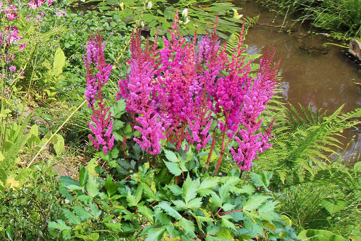 Astilbe chinensis 'Vision in Red' ® (Prachtspiere)