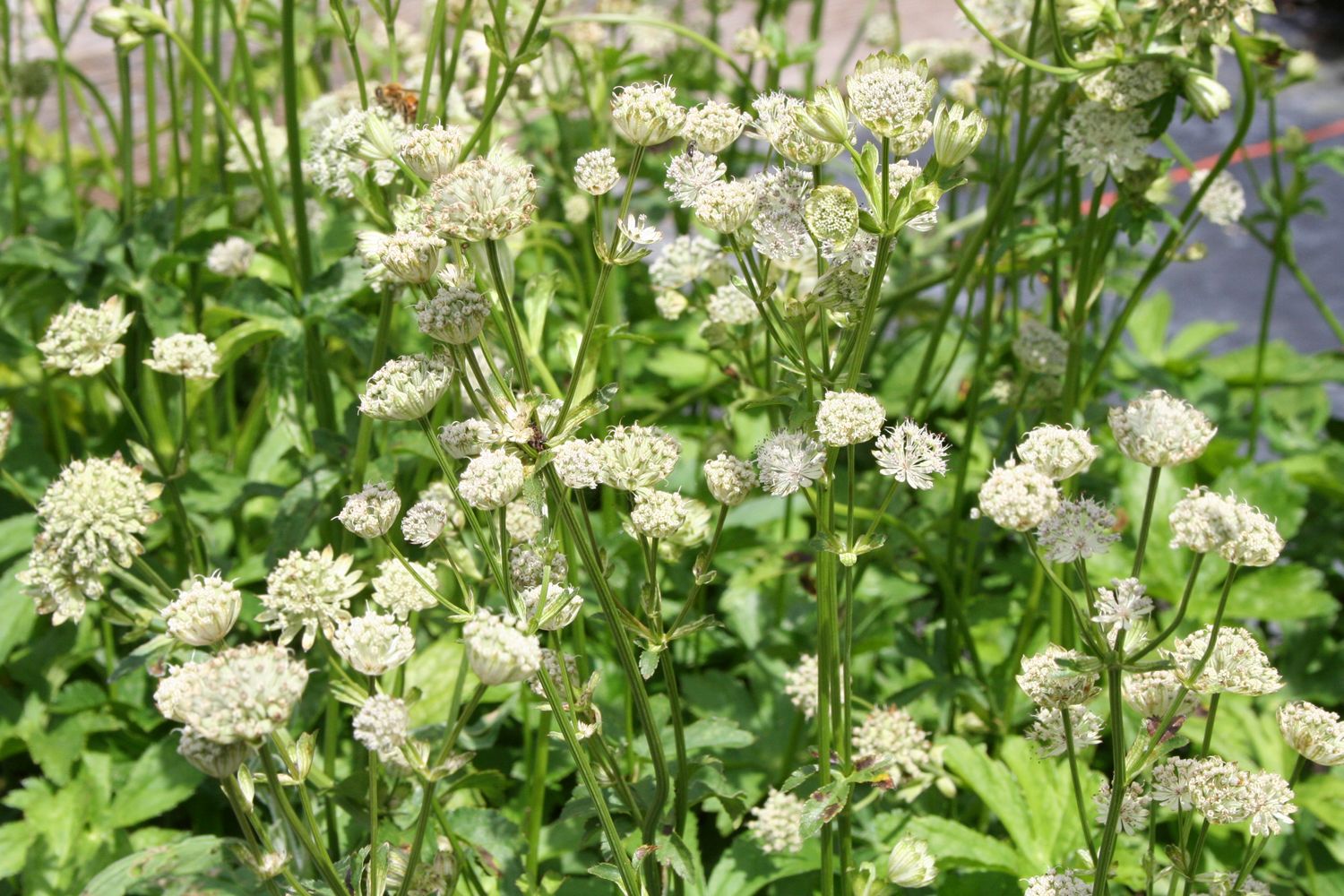 Astrantia major 'Snow Star' Sterndolde