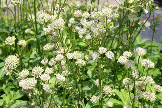 Astrantia major 'Snow Star' Sterndolde