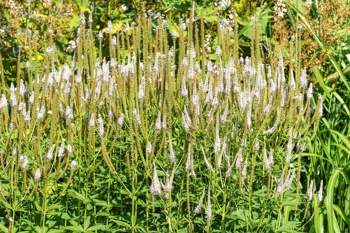 Veronicastrum virginicum 'Album' Kandelaberehrenpreis