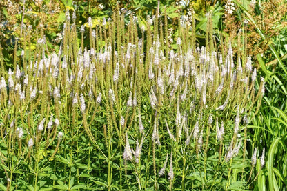 Veronicastrum virginicum 'Album' Kandelaberehrenpreis