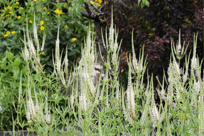 Veronicastrum virginicum 'Album' Kandelaberehrenpreis