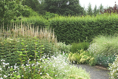 Veronicastrum virginicum 'Album' (Kandelaberehrenpreis)
