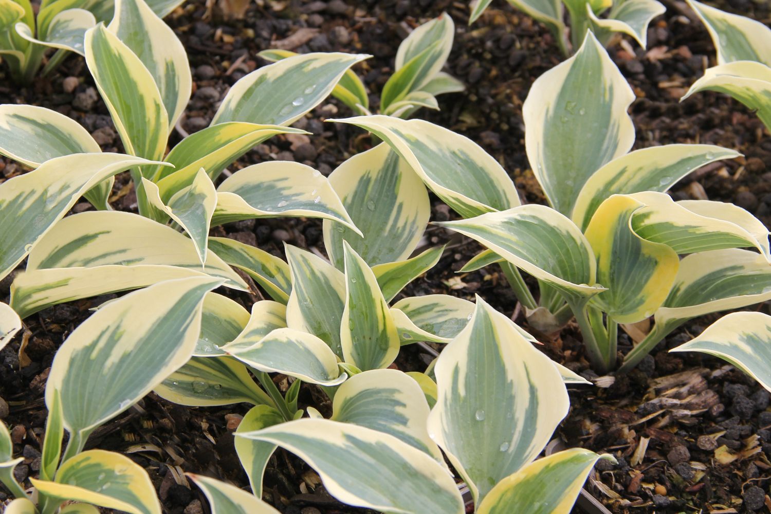 Hosta 'Autumn Frost' Funkie | Herzblattlilie