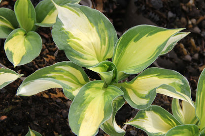 Hosta 'Color Festival' Funkie | Herzblattlilie
