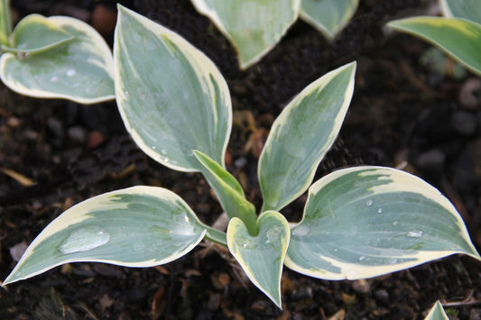 Hosta 'First Frost' Funkie | Herzblattlilie