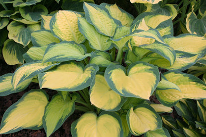 Hosta 'Lady Guinevere' Funkie | Herzblattlilie