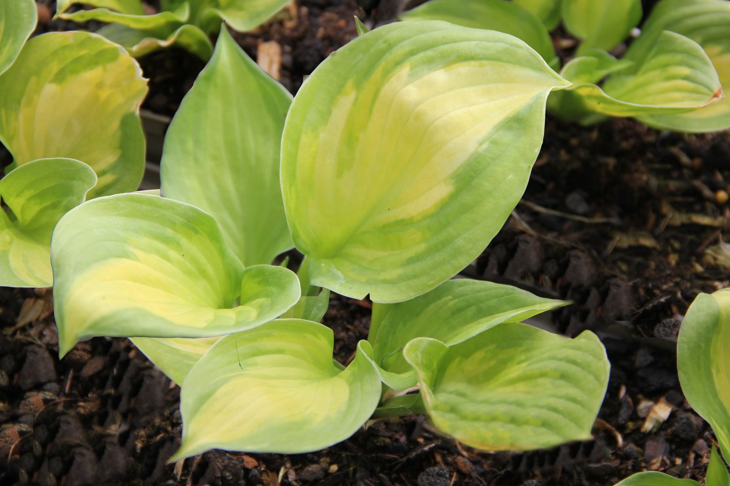 Hosta 'Lakeside Banana Bay' Funkie | Herzblattlilie