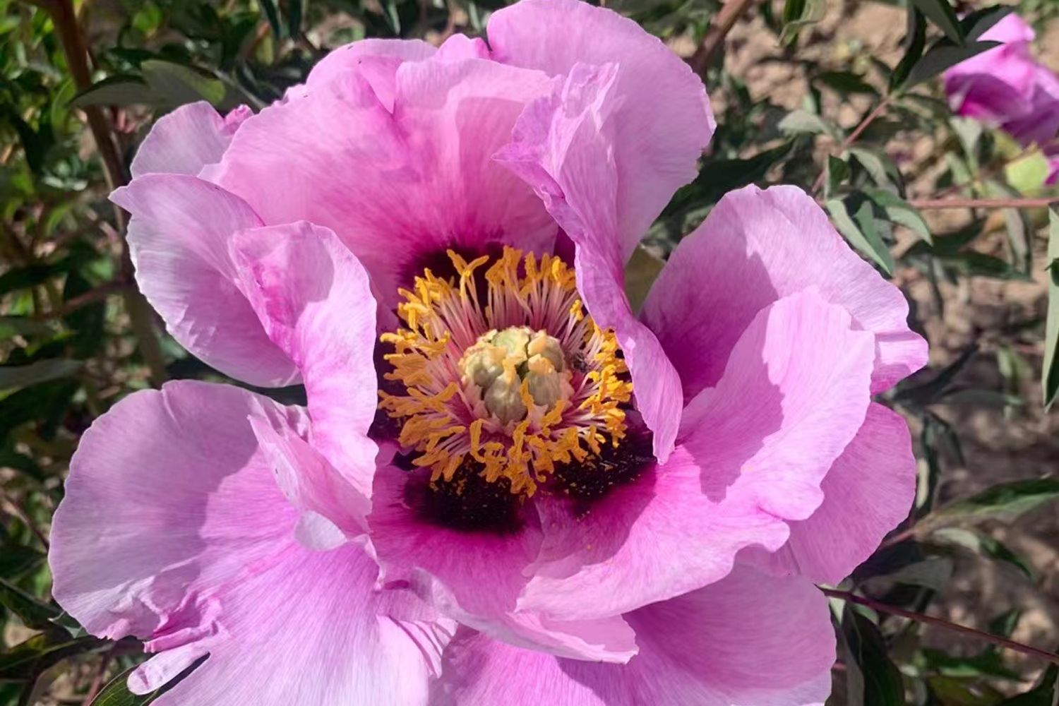Paeonia rockii 'Hui He' Strauchpfingstrose 'Grauer Kranich'