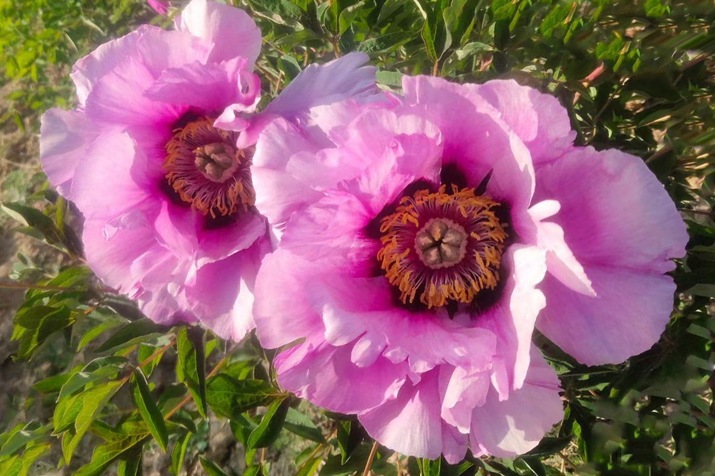 Paeonia rockii 'Hui He' (Strauchpfingstrose 'Grauer Kranich')