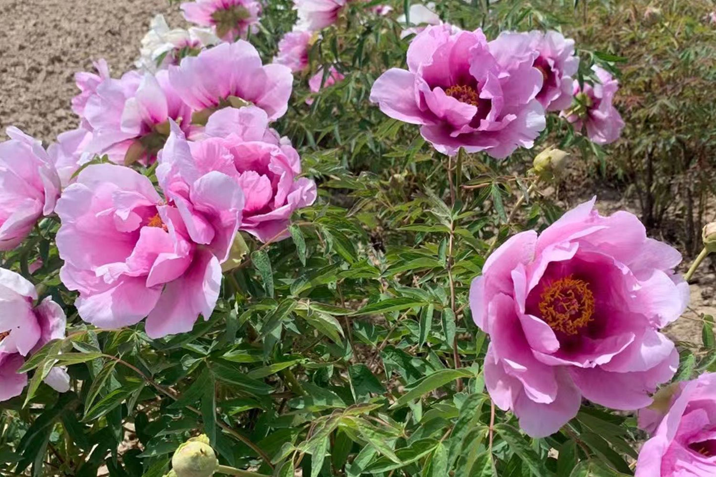 Paeonia rockii 'Hui He' (Strauchpfingstrose 'Grauer Kranich')