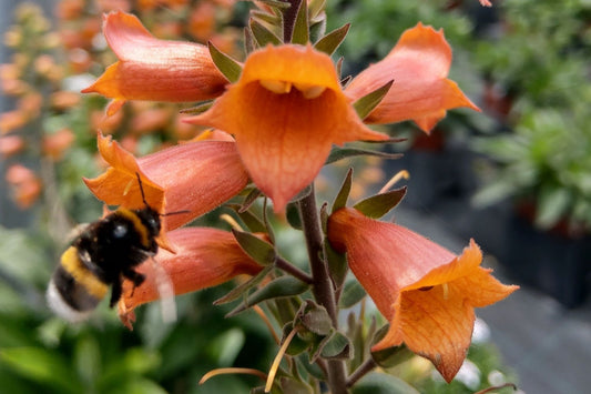 Digitalis 'Firecracker' Fingerhut