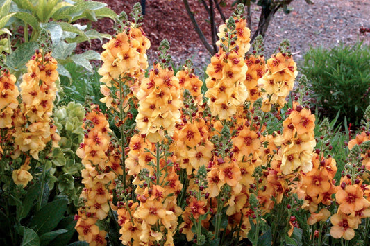 Verbascum 'Honey Dijon' Königskerze