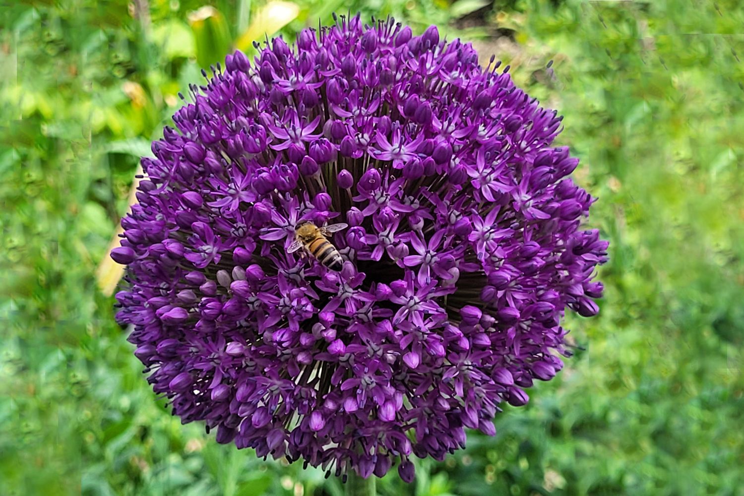 Allium 'Dutchman' Zierlauch