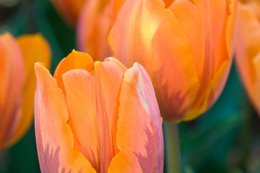 Tulipa 'Prinses Irene' Triumph-Tulpe
