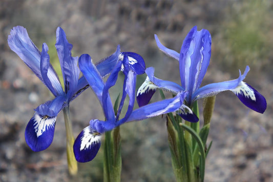 Iris reticulata 'Clairette' Netzblatt-Schwertlilie