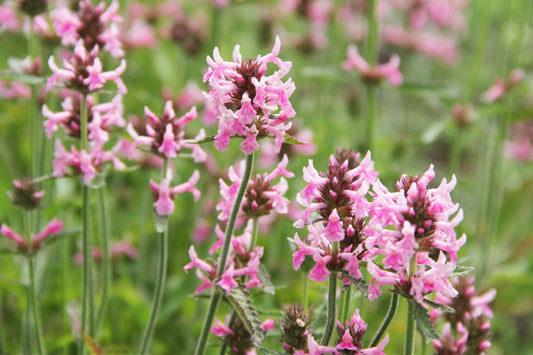 Stachys officinalis 'Pink Cotton Candy' Echter Ziest