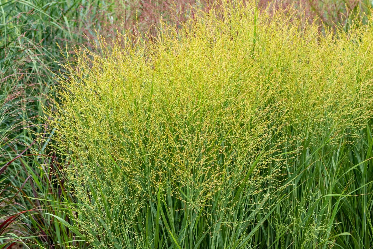 Panicum virgatum 'JS Buffalo Green' Rutenhirse