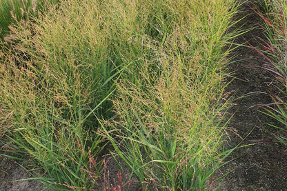 Panicum virgatum 'JS Buffalo Green' (Rutenhirse)