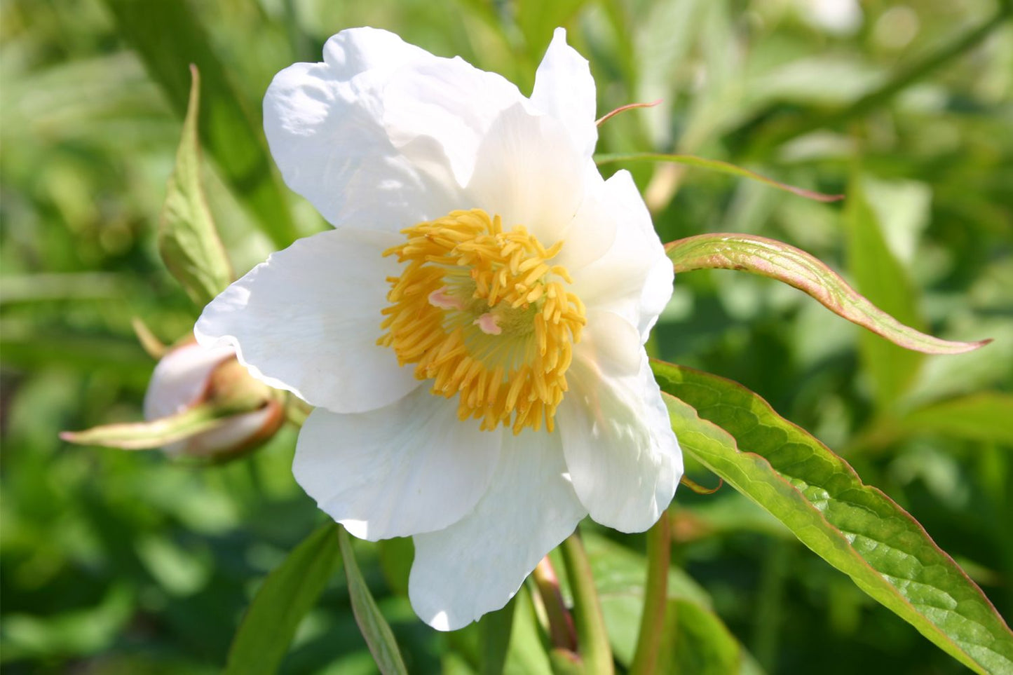 Paeonia 'Late Windflower' Himalaya-Pfingstrosen-Kreuzung