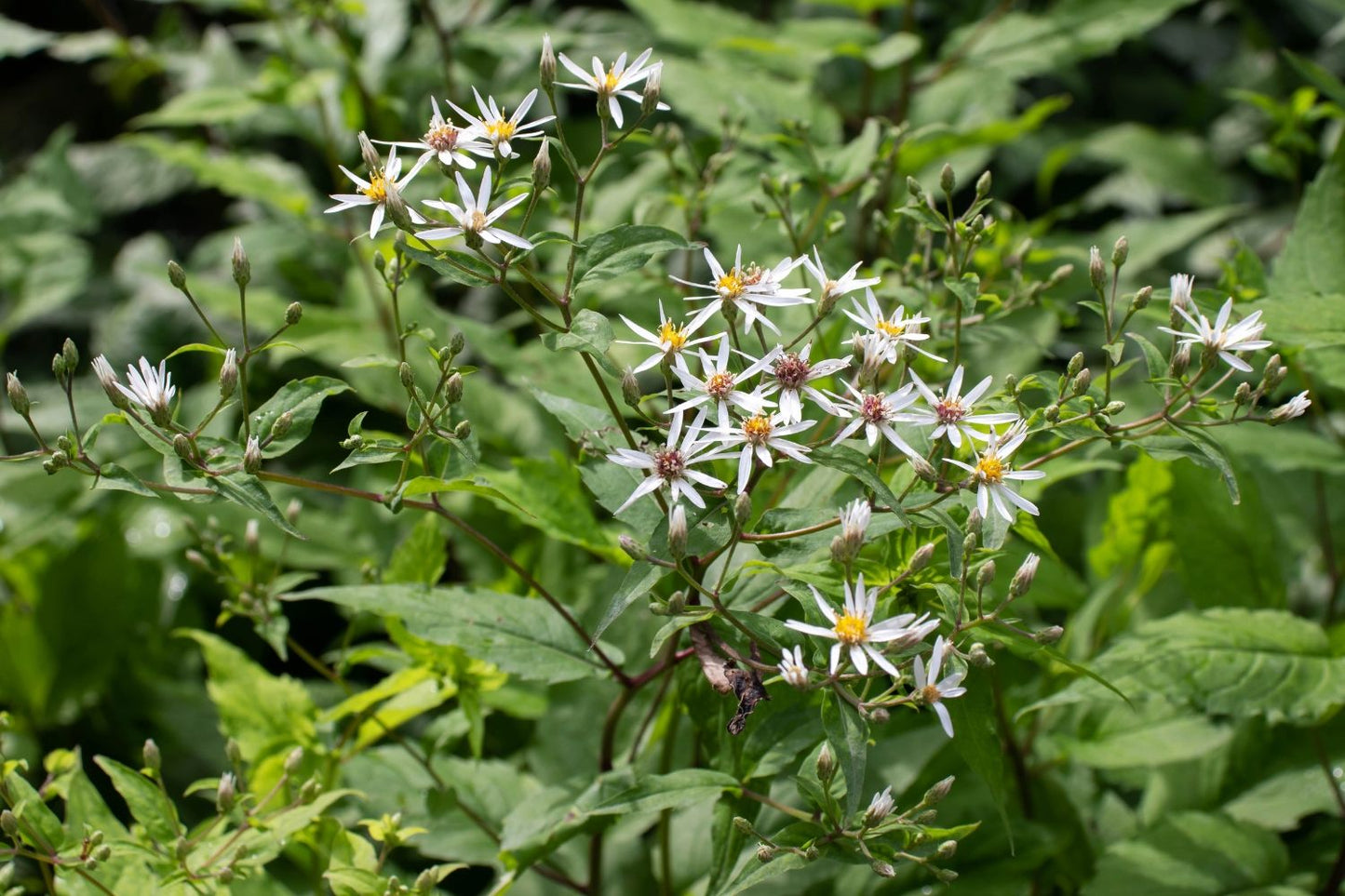 Aster divaricatus 'Tradescant' Sperrige Aster