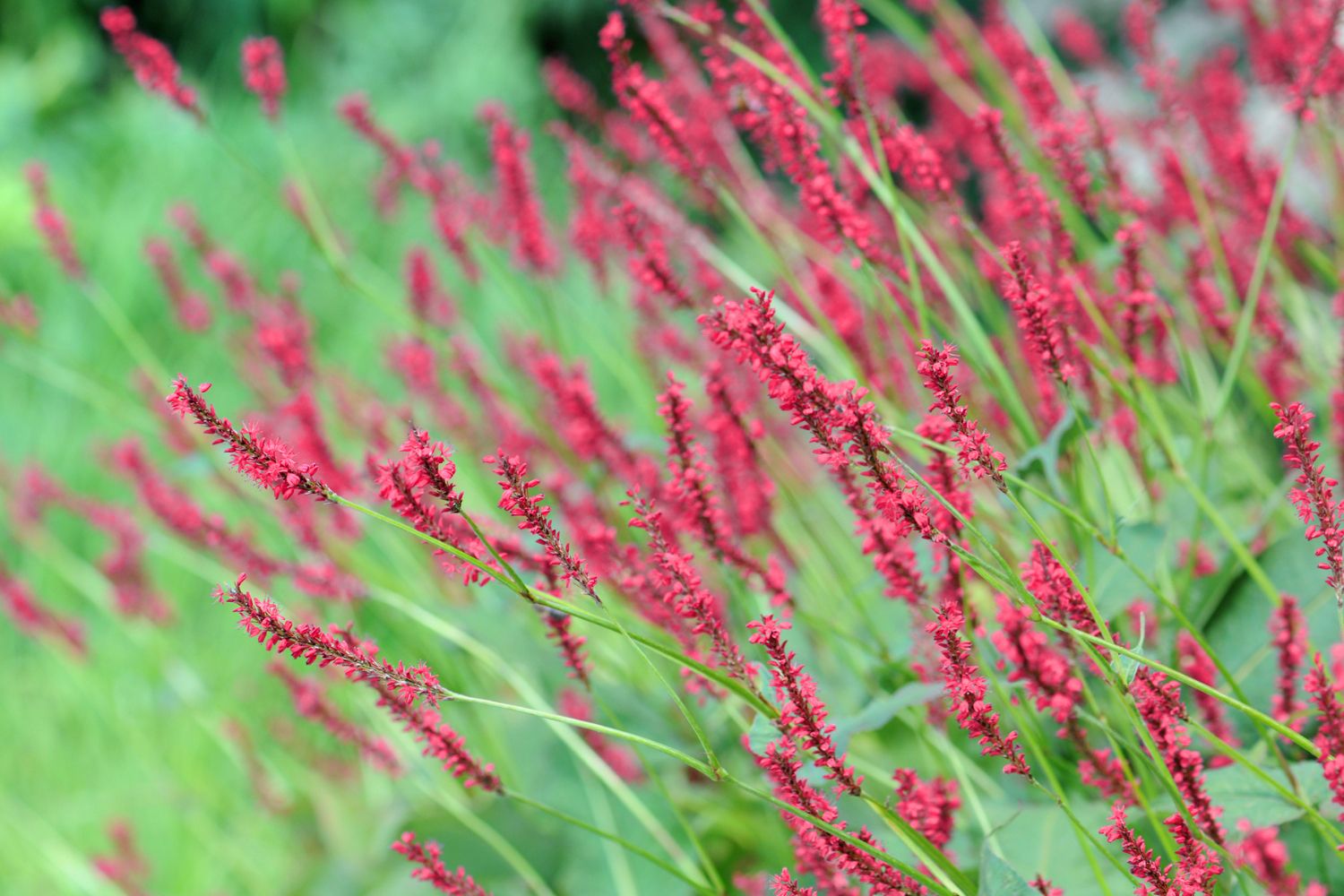 Bistorta amplexicaulis 'Bloody Mary' Kerzenknöterich