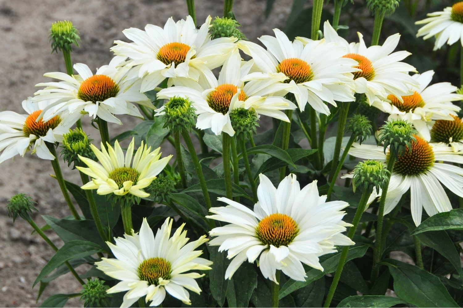 Echinacea 'JS Ivo's Poem'® Scheinsonnenhut
