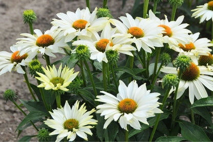 Echinacea 'JS Ivo's Poem'® Scheinsonnenhut