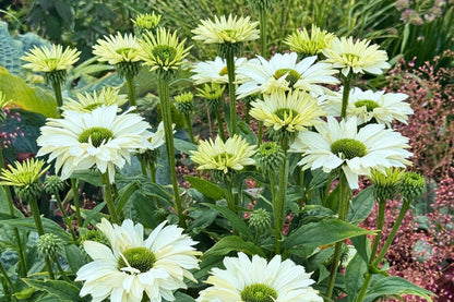 Echinacea 'JS Ivo's Poem'® (Scheinsonnenhut)