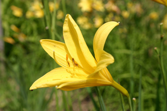 Hemerocallis lilioasphodelus Wiesen-Taglilie
