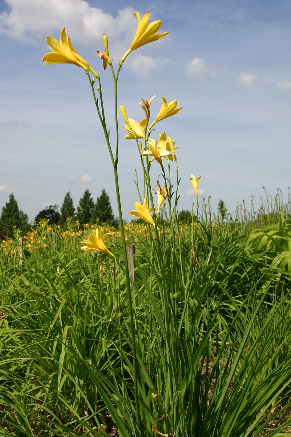 Hemerocallis lilioasphodelus (Wiesen-Taglilie)