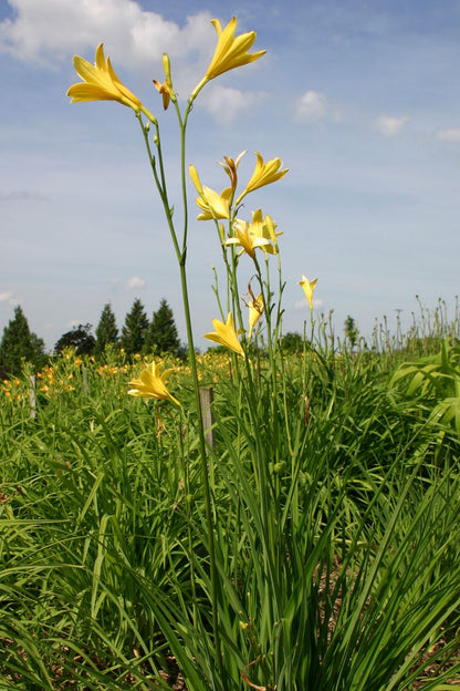 Hemerocallis lilioasphodelus (Wiesen-Taglilie)