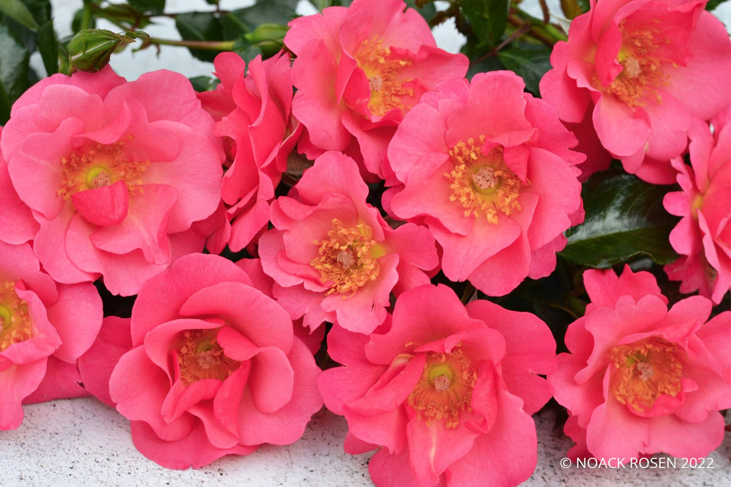 Rose 'Hoppla' ® Kleinstrauchrose