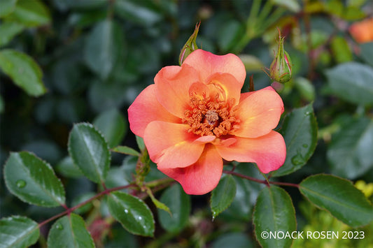 Rose 'Jojo ® Peach' Kleinstrauchrose