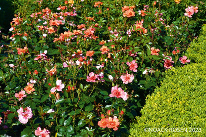 Rose 'Jojo ® Peach' (Kleinstrauchrose)