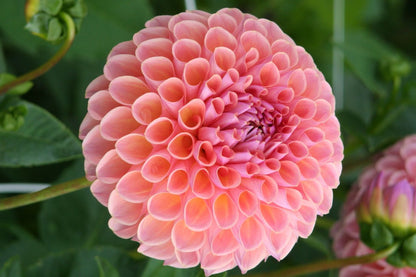 Dahlia 'Jowey Winnie' Ball-Dahlie